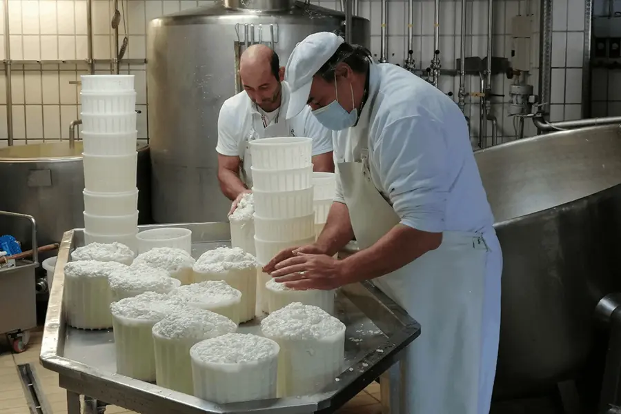 Ricotta preparation in a cheese factory